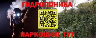 крисы Аргун